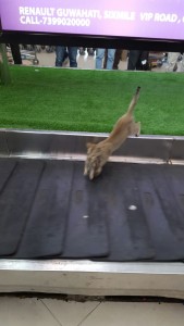 cat on baggage